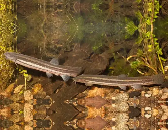 Picture of a weatherfish (Misgurnus fossilis)