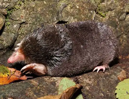 Picture of a large japanese mole (Mogera wogura)