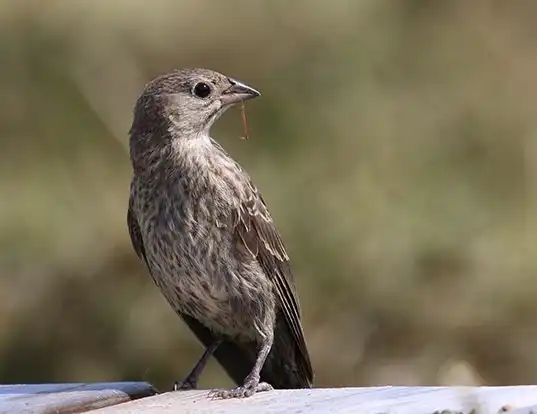 Picture of a brown-headed cowbird (Molothrus ater)