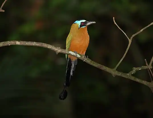 Picture of a trinidad motmot (Momotus bahamensis)