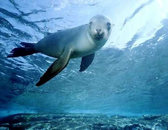 Picture of a mediterranean monk seal (Monachus monachus)