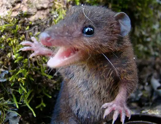 Picture of a southern short-tailed opossum (Monodelphis dimidiata)