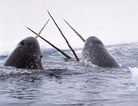 Picture of a narwhal (Monodon monoceros)