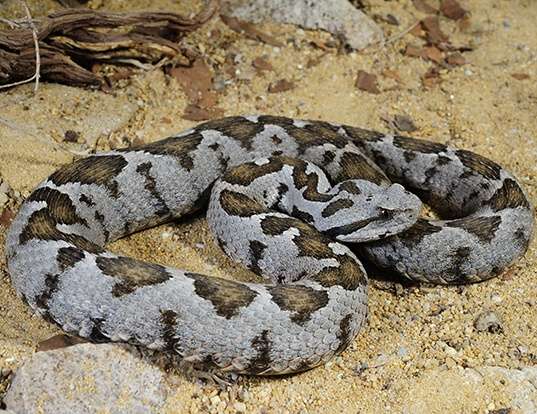 Picture of a ottoman viper (Montivipera xanthina)