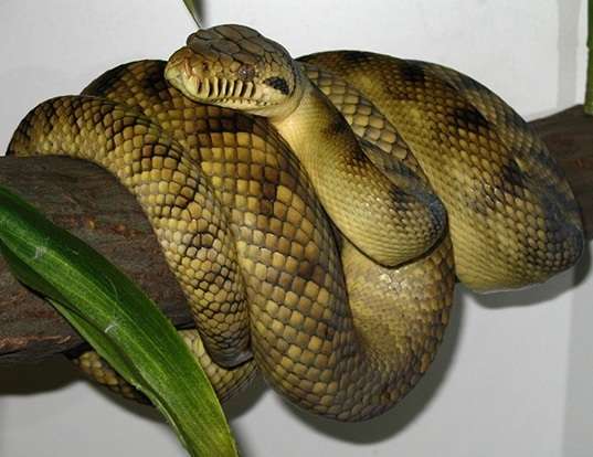 Picture of a amethyst python (Morelia amethistina)