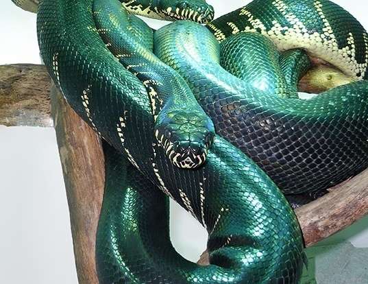 Picture of a boelen's python (Morelia boeleni)