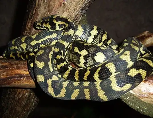 Picture of a carpet python (Morelia spilota)