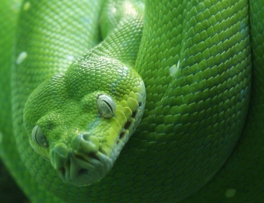 Picture of a green python (Morelia viridis)