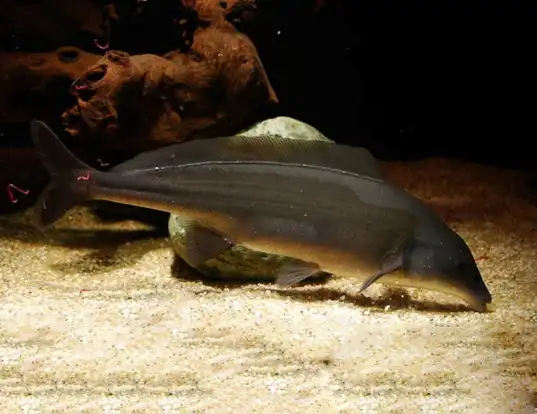 Picture of a bottlenose (Mormyrus kannume)