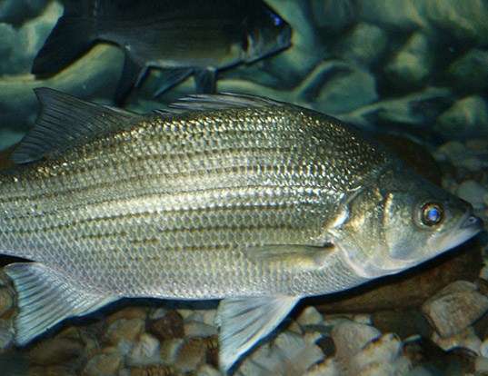 Picture of a white bass (Morone chrysops)