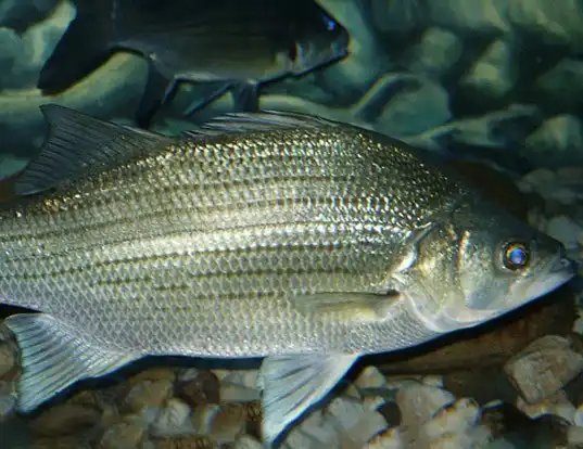 Picture of a white bass (Morone chrysops)