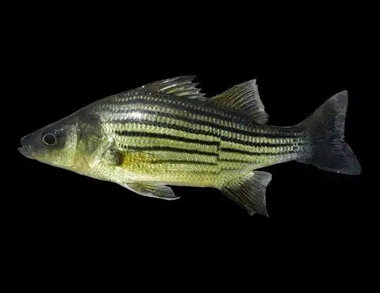Picture of a yellow bass (Morone mississippiensis)
