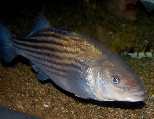 Picture of a striped bass (Morone saxatilis)