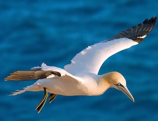 Picture of a northern gannet (Morus bassanus)