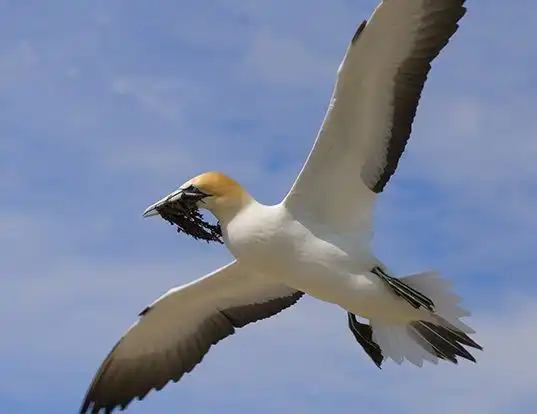 Picture of a australian gannet (Morus serrator)