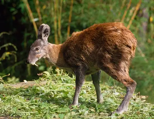 Picture of a alpine musk deer (Moschus chrysogaster)