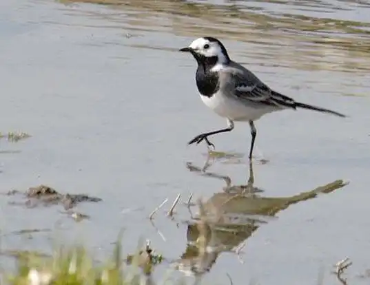 Picture of a white wagtail (Motacilla alba)