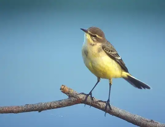 Picture of a yellow wagtail (Motacilla flava)