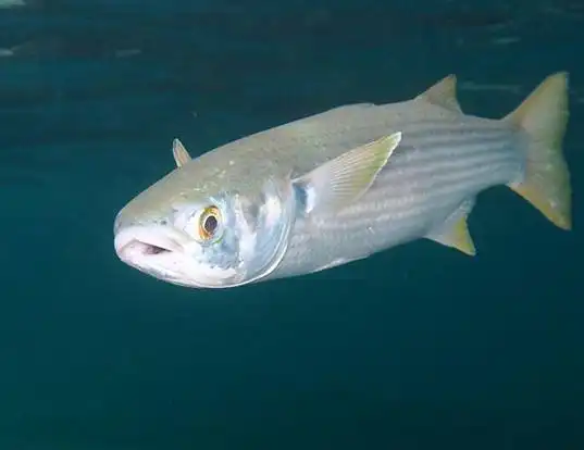 Picture of a flathead grey mullet (Mugil cephalus)