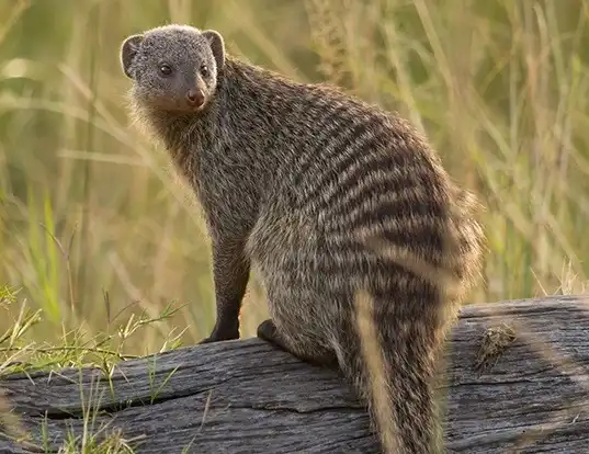 Picture of a banded mongoose (Mungos mungo)