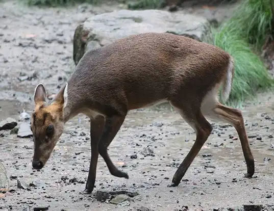 Picture of a black muntjac (Muntiacus crinifrons)