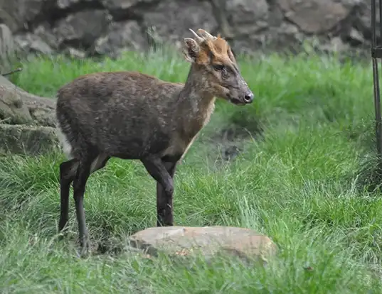 Picture of a gongshan muntjac (Muntiacus gongshanensis)