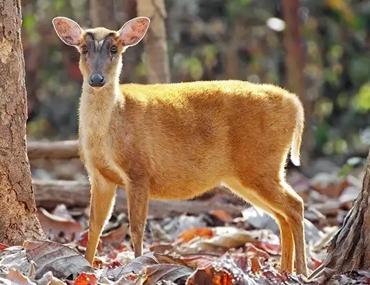 Picture of a southern red muntjac (Muntiacus muntjak)