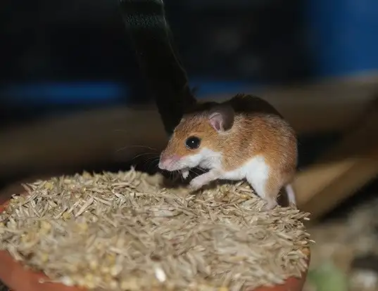 Picture of a pygmy mouse (Mus minutoides)