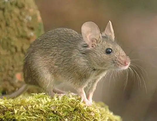Picture of a house mouse (Mus musculus)