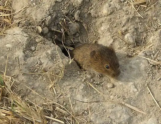 Picture of a mound-building mouse (Mus spicilegus)