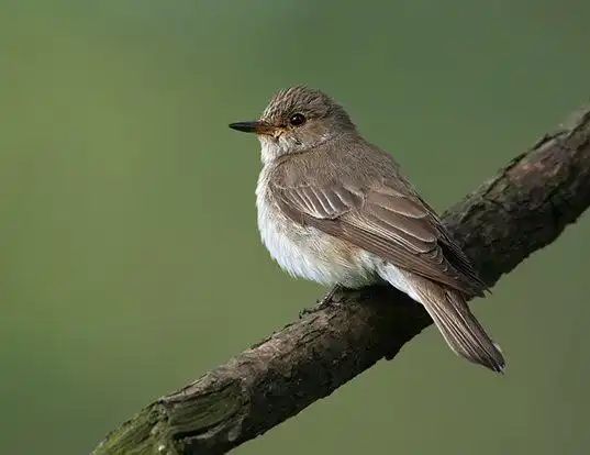 Picture of a spotted flycatcher (Muscicapa striata)