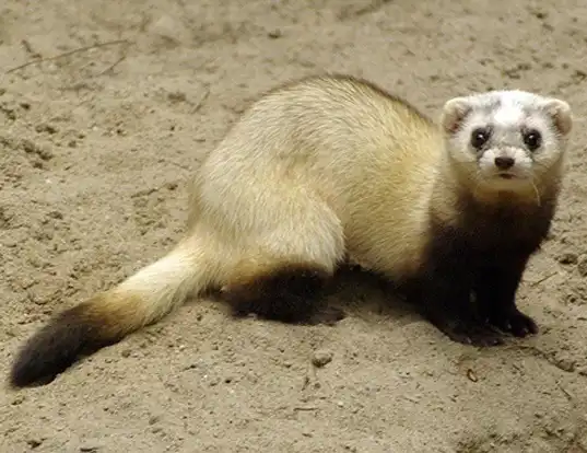 Picture of a steppe polecat (Mustela eversmanii)