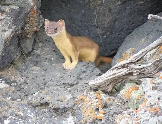 Picture of a long-tailed weasel (Mustela frenata)