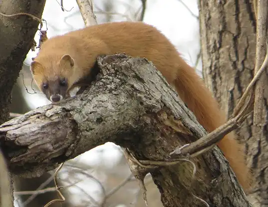 Picture of a japanese weasel (Mustela itatsi)