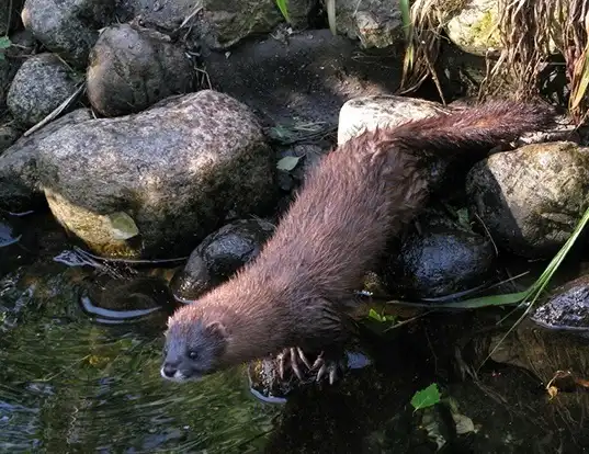 Picture of a european mink (Mustela lutreola)