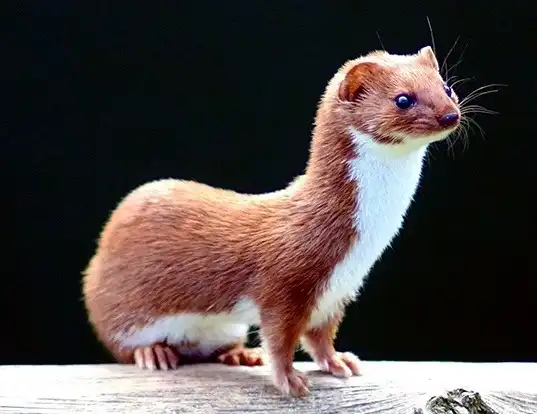 Picture of a least weasel (Mustela nivalis)