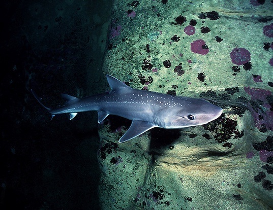 Picture of a sweet william (Mustelus antarcticus)
