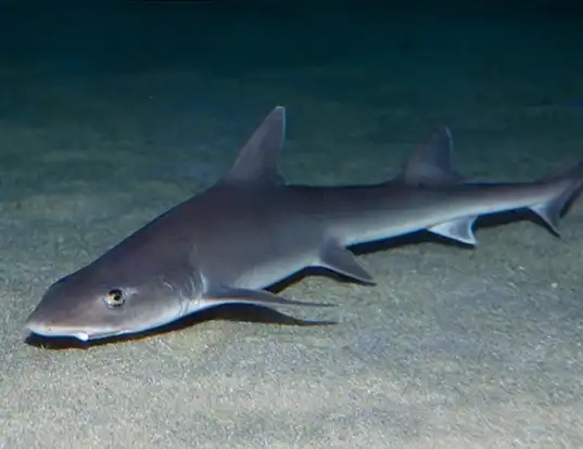 Picture of a gray smooth-hound (Mustelus californicus)