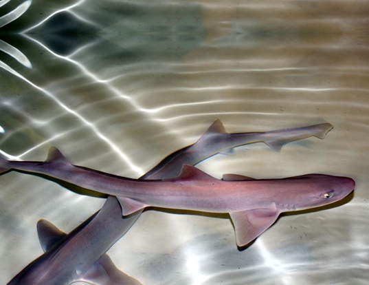 Picture of a dusky smooth-hound (Mustelus canis)