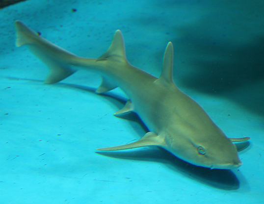 Picture of a spotless smooth-hound (Mustelus griseus)