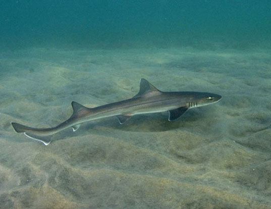 Picture of a brown smooth-hound (Mustelus henlei)