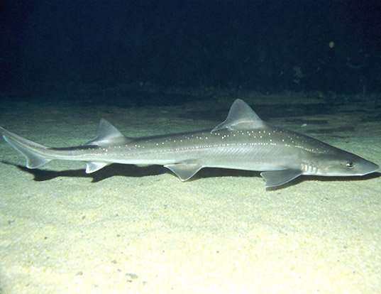 Picture of a spotted smoothhound (Mustelus lenticulatus)