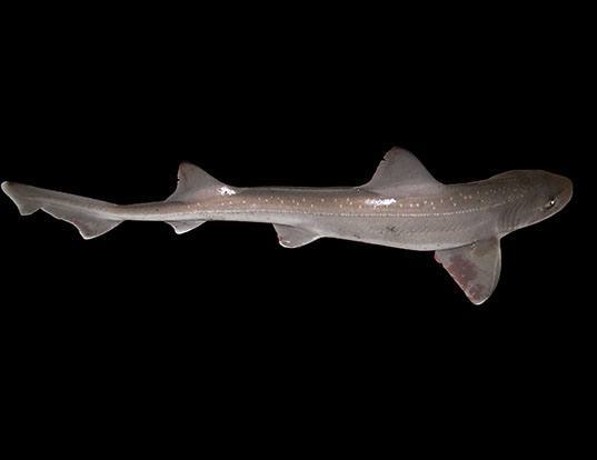 Picture of a smoothhound (Mustelus mustelus)