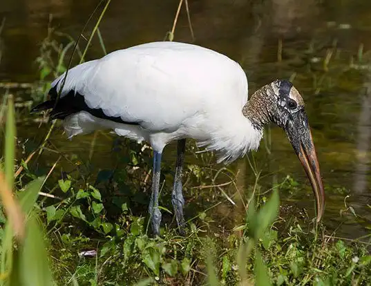 Picture of a wood stork (Mycteria americana)