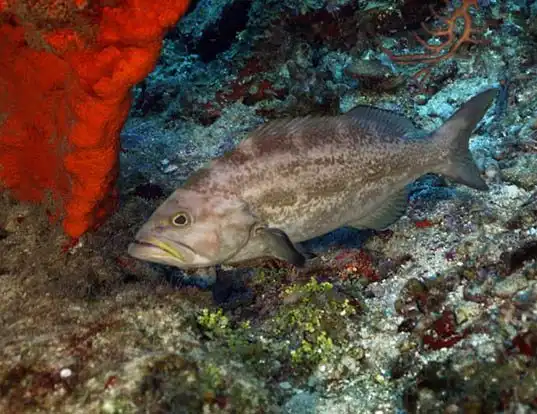 Picture of a crossband rockfish (Mycteroperca interstitialis)