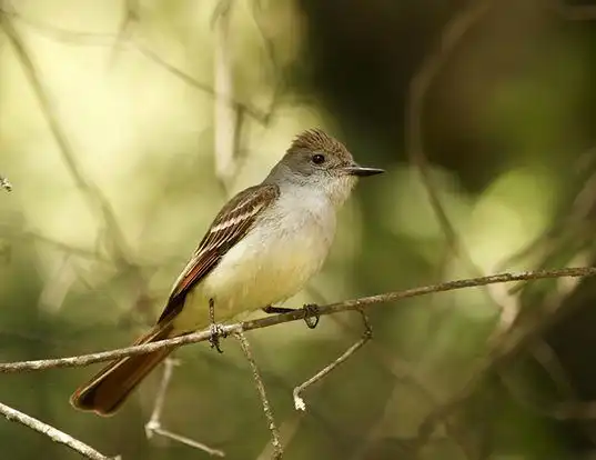 Picture of a ash-throated flycatcher (Myiarchus cinerascens)