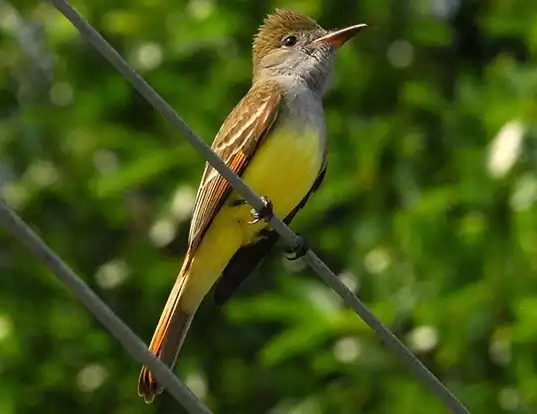 Picture of a great crested flycatcher (Myiarchus crinitus)