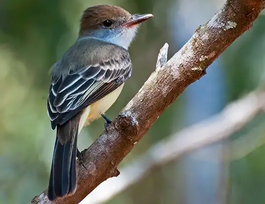 Picture of a brown-crested flycatcher (Myiarchus tyrannulus)