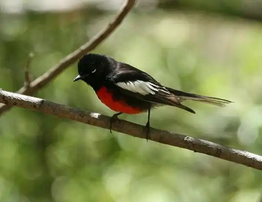 Picture of a painted redstart (Myioborus pictus)