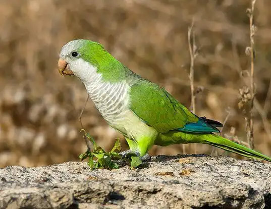 Picture of a monk parakeet (Myiopsitta monachus)